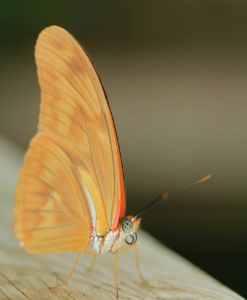Borboletário Tropical Constância