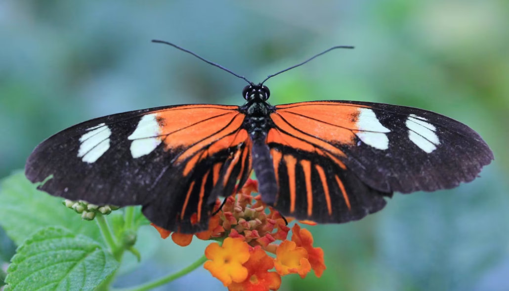 Borboletário Tropical Constância